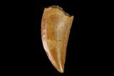 Serrated, Raptor Tooth - Real Dinosaur Tooth #149070-1